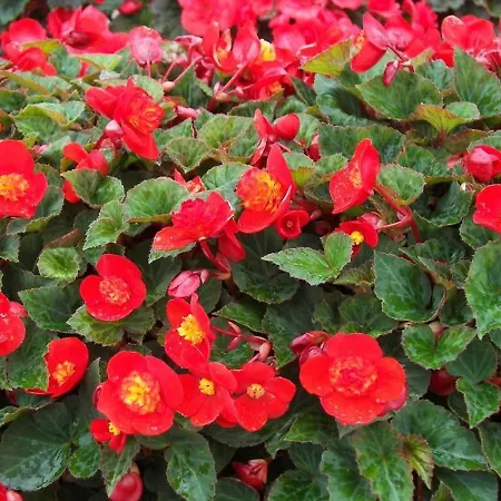 EDELWEISs Privatunterkunft Bertrix
