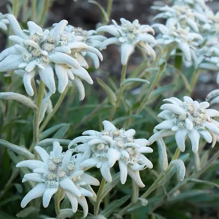 Privatunterkunft EDELWEISs