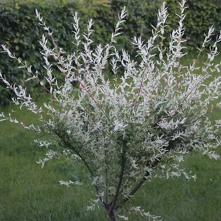 EDELWEISs Privatunterkunft Bertrix