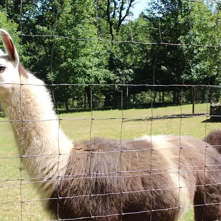 EDELWEISs * Bertrix