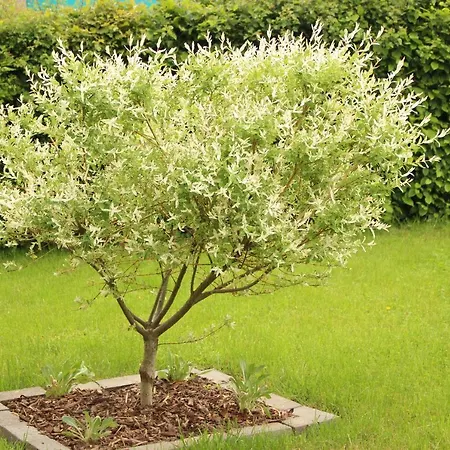 Privatunterkunft EDELWEISs *