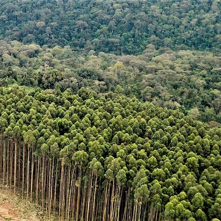Maison Eucalyptus Bertrix